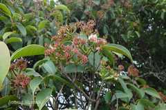 Syzygium densiflorum